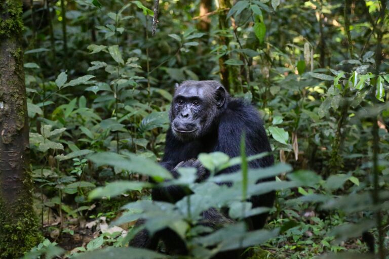 A chimpanzee in its natural jungle habitat surrounded by lush green foliage.