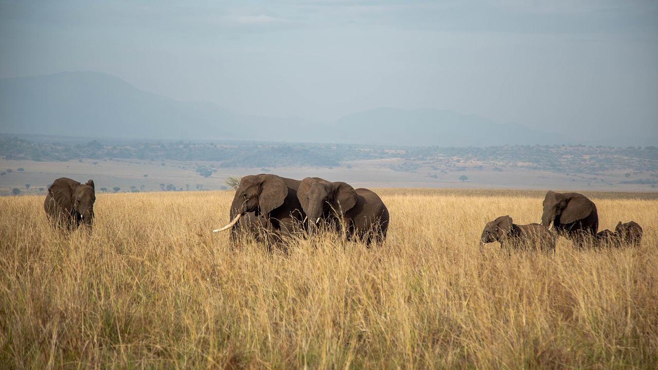 elephants, animals, safari, mammals, wild animals, wildlife, fauna, wilderness, nature, kidepo, uganda, kidepo, kidepo, kidepo, kidepo, kidepo, uganda