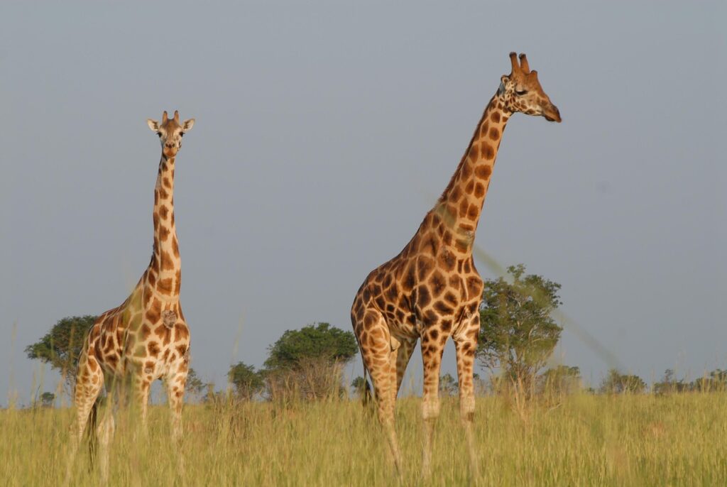 giraffes, safari, nature, uganda, animals