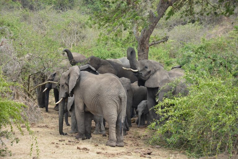elephants, herd, safari, national park, animals, wildlife, nature, uganda, queen elizabeth national park, kazinga channel