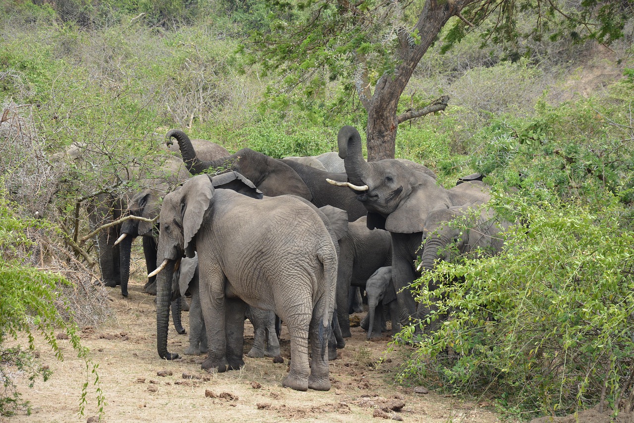 elephants, herd, safari, national park, animals, wildlife, nature, uganda, queen elizabeth national park, kazinga channel