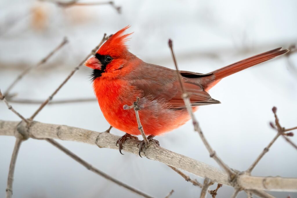 A vivid red cardinal perched on a bare tree branch in winter, showcasing its striking feathers.